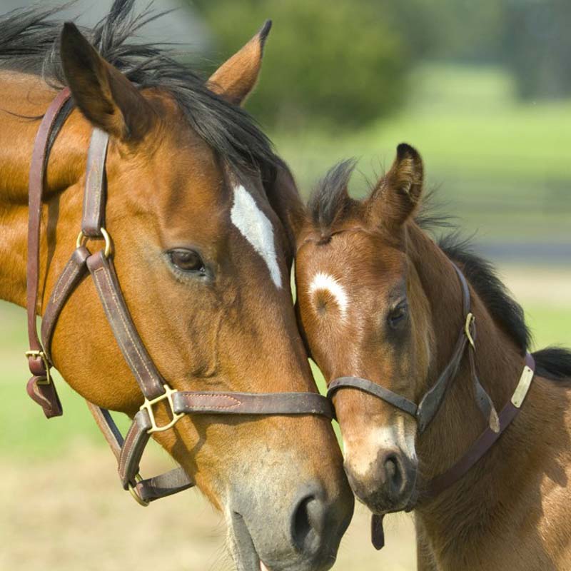 Equestrian image